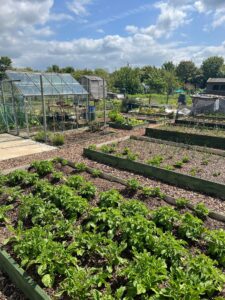 Harleston allotments