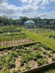 Harleston Allotments