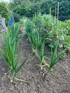 Harleston Allotments